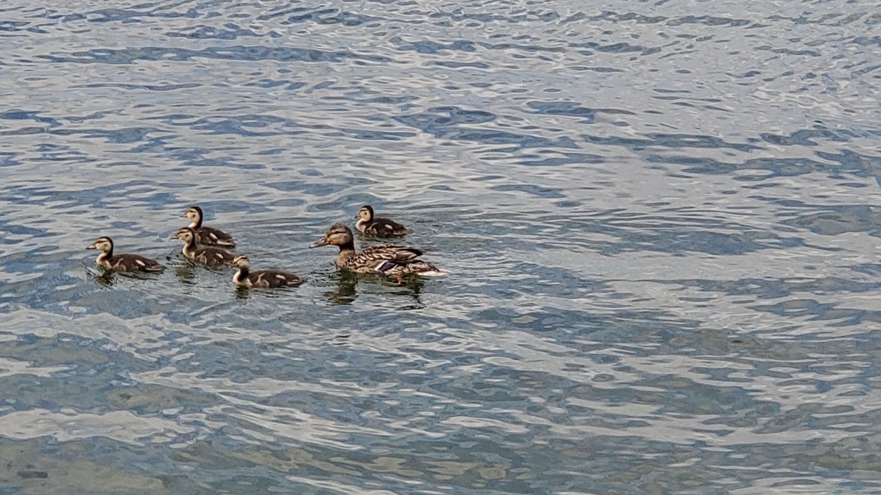 Photo of Others in King Ferry