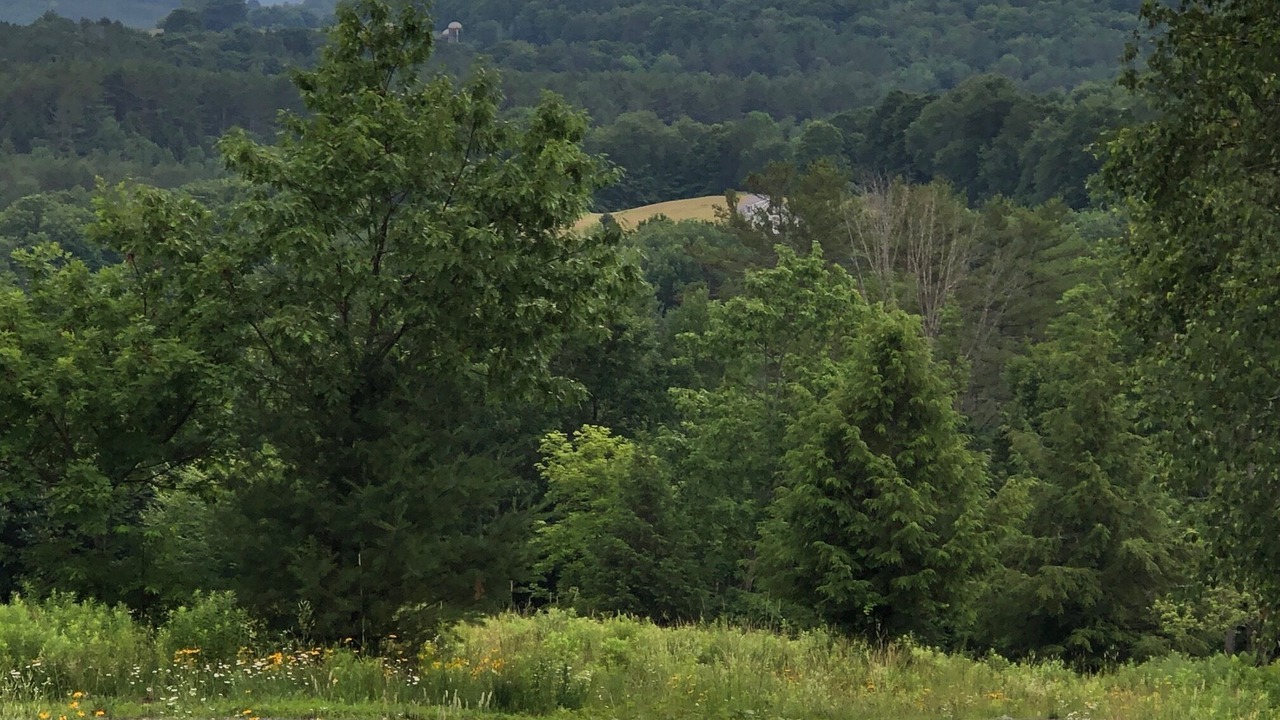 Photo of Outdoor in Hartland