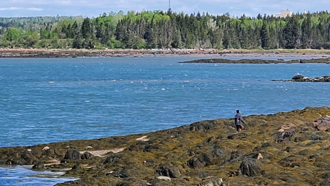 Photo of Others in Roque Bluffs