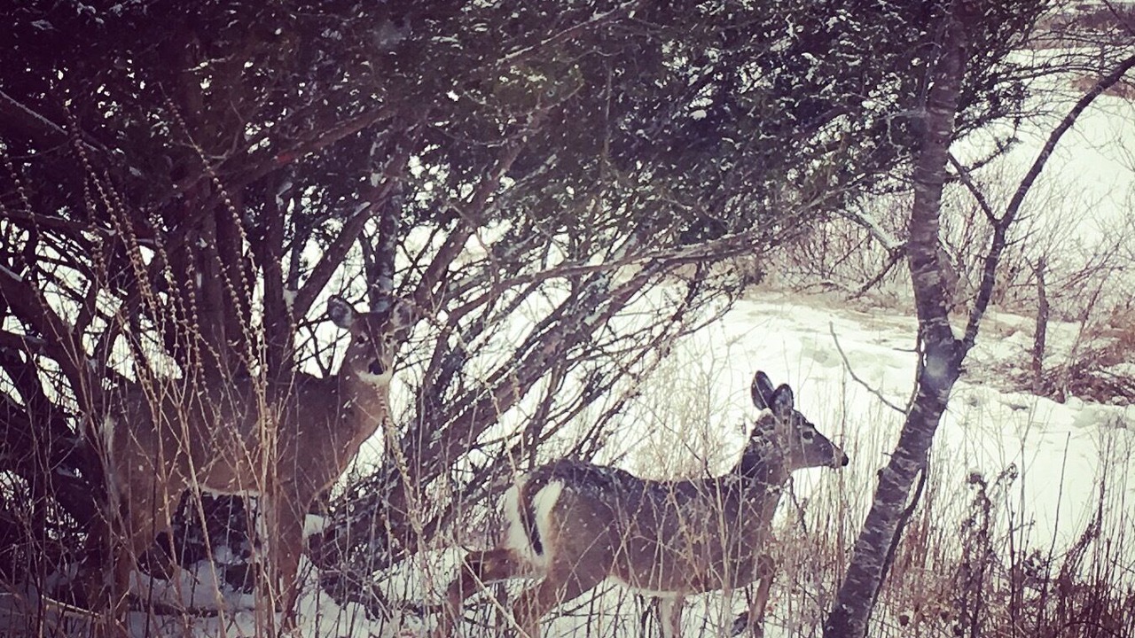 Photo of Others in Craftsbury