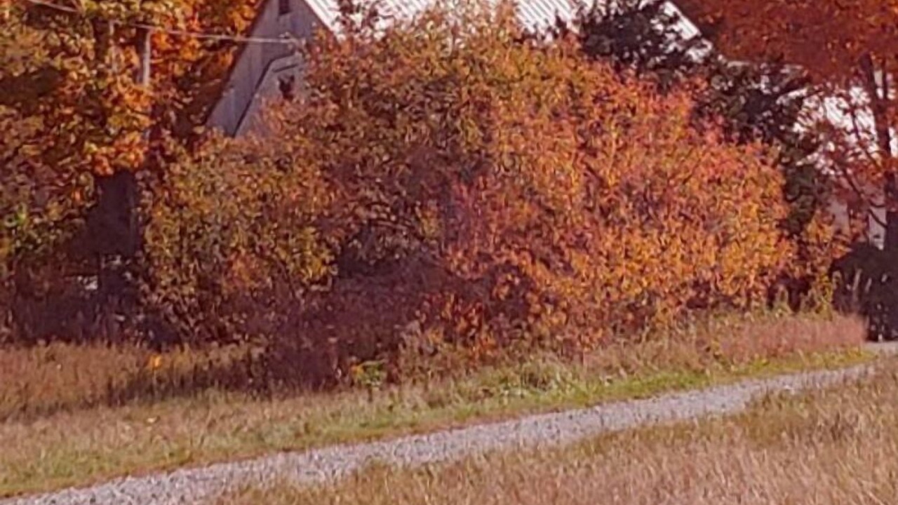 Photo of Outdoor in Craftsbury