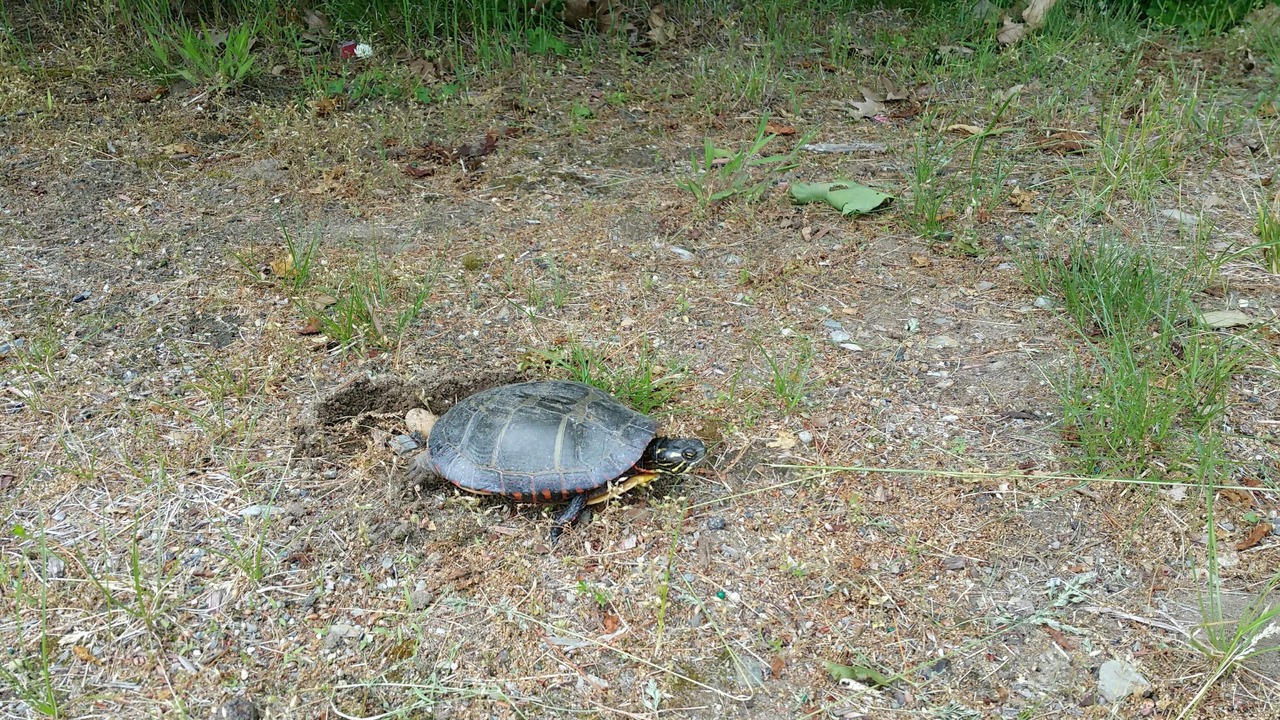 Photo of Outdoor in Nashua