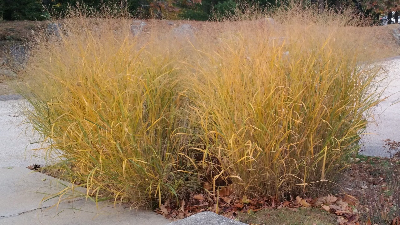 Photo of Outdoor in Nashua