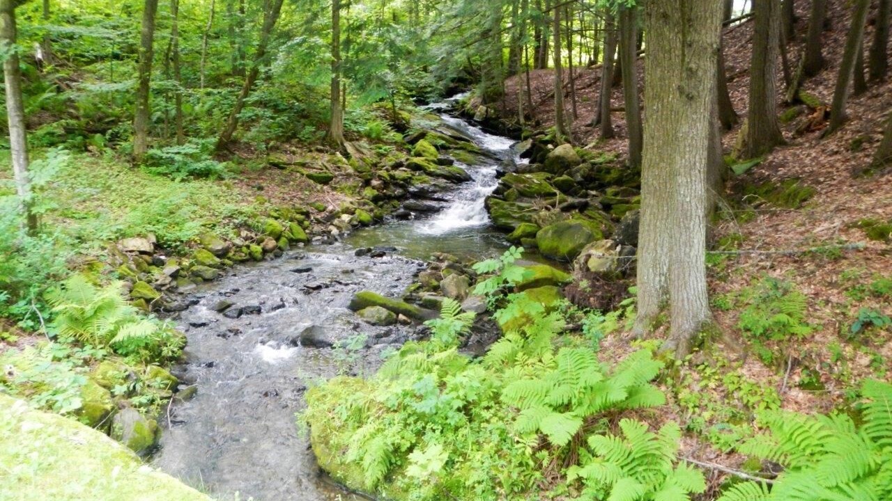 Photo of Others in Woodstock