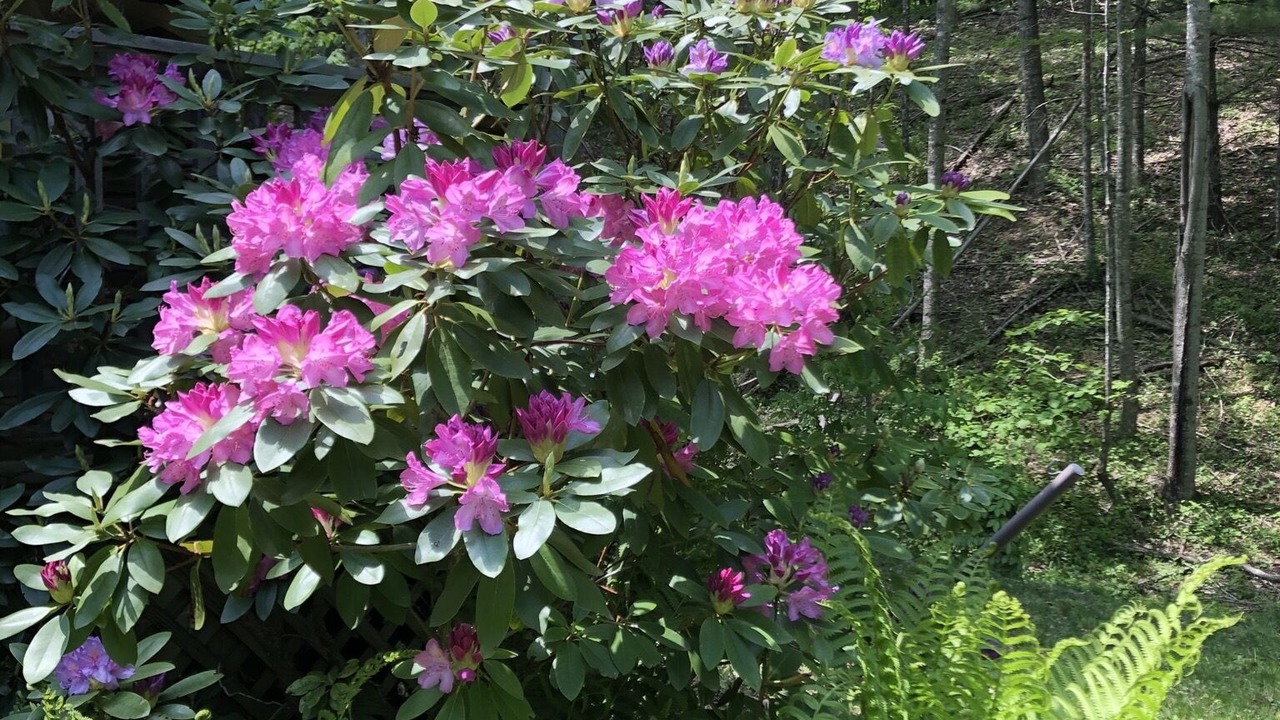 Photo of Outdoor in Franklin
