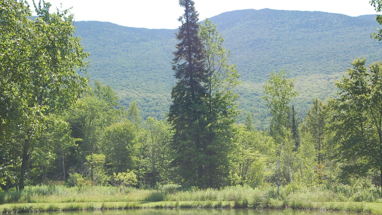 Photo of Others in Stowe Hollow