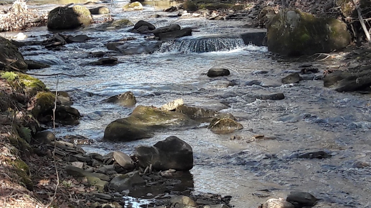 Photo of Others in Allegany