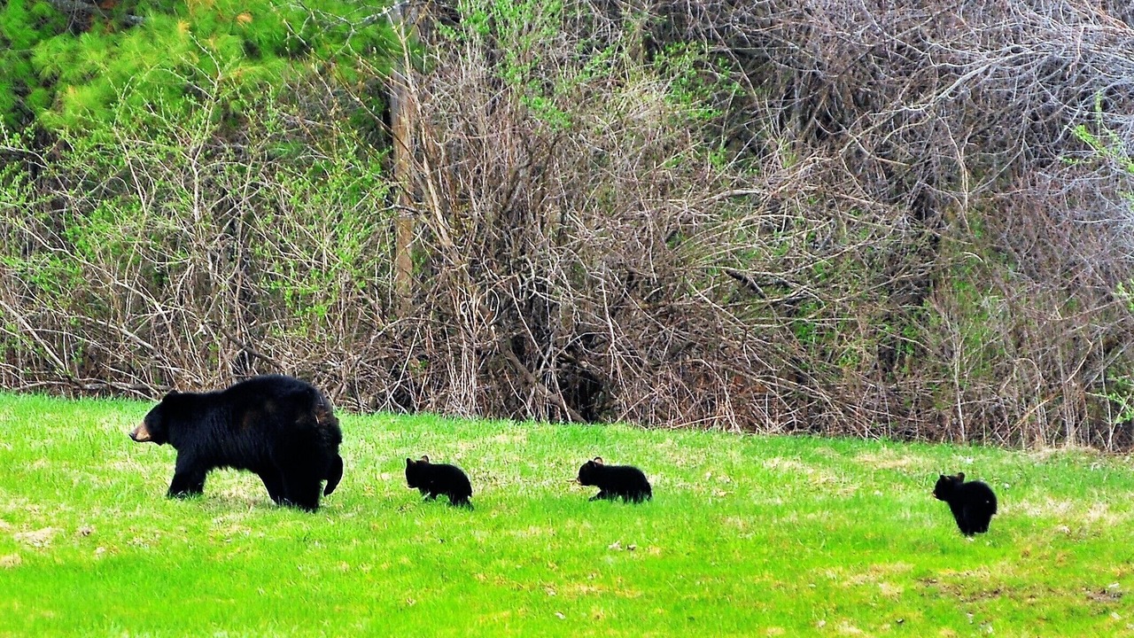 Photo of Others in Lee