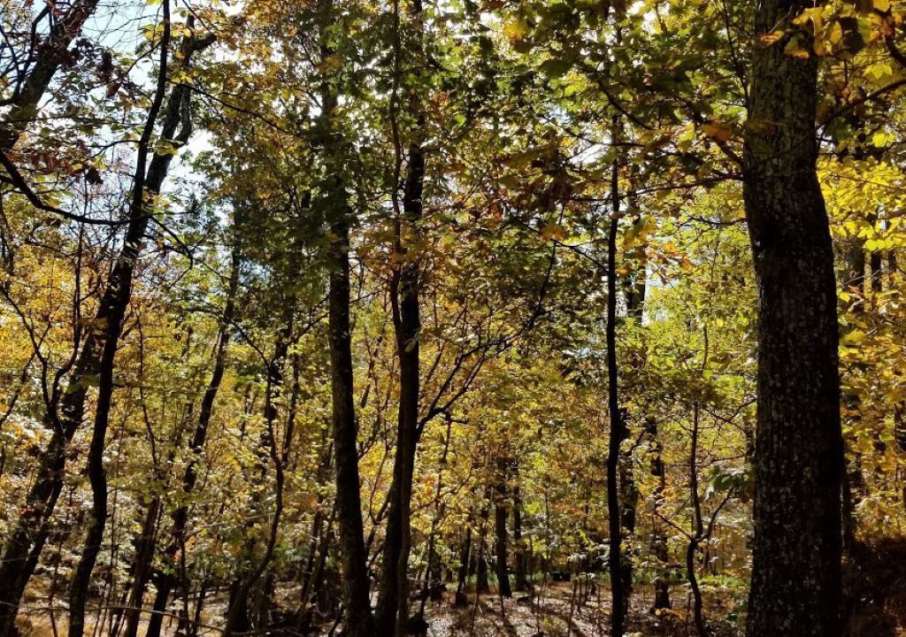 Photo of Outdoor in The Woods