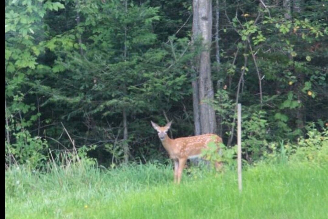 Photo of Others in Belmont