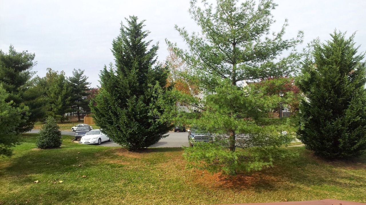 Photo of Outdoor in Fairfax