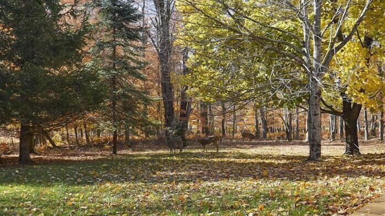 Photo of Outdoor in Old Timberline