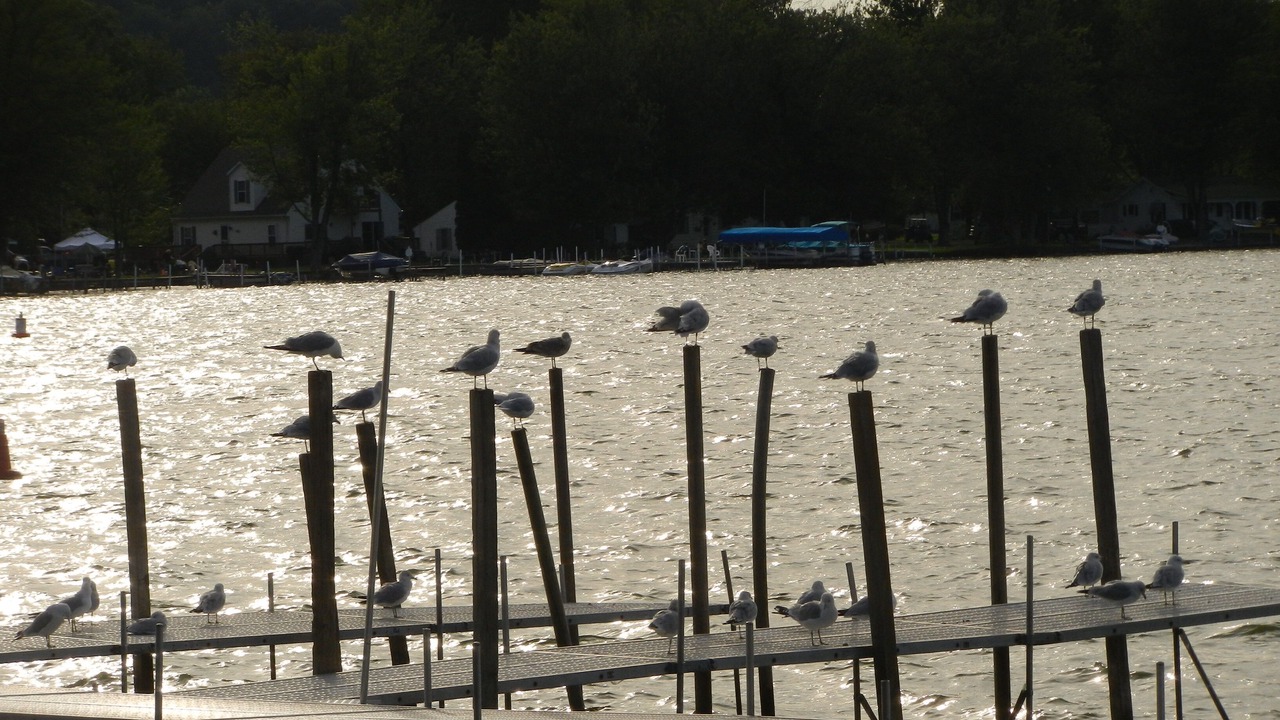 Photo of Others in Dewittville
