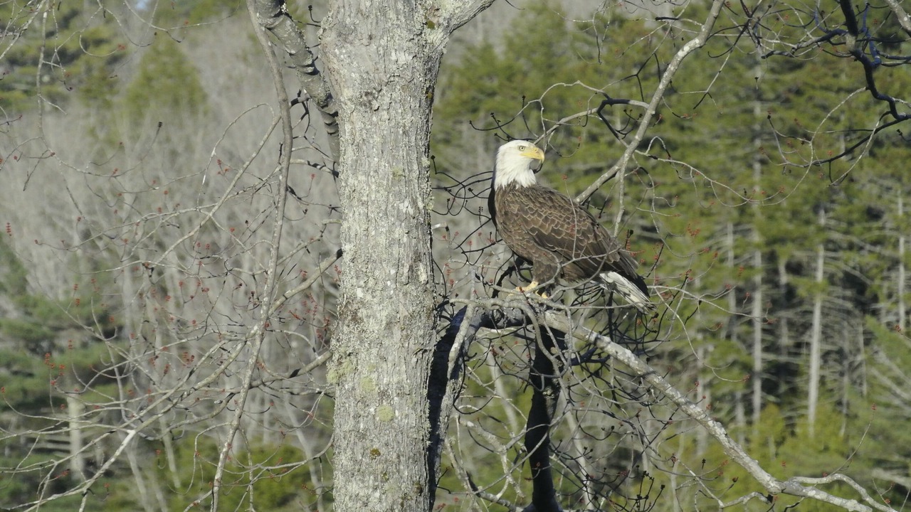 Photo of Others in Mount Desert
