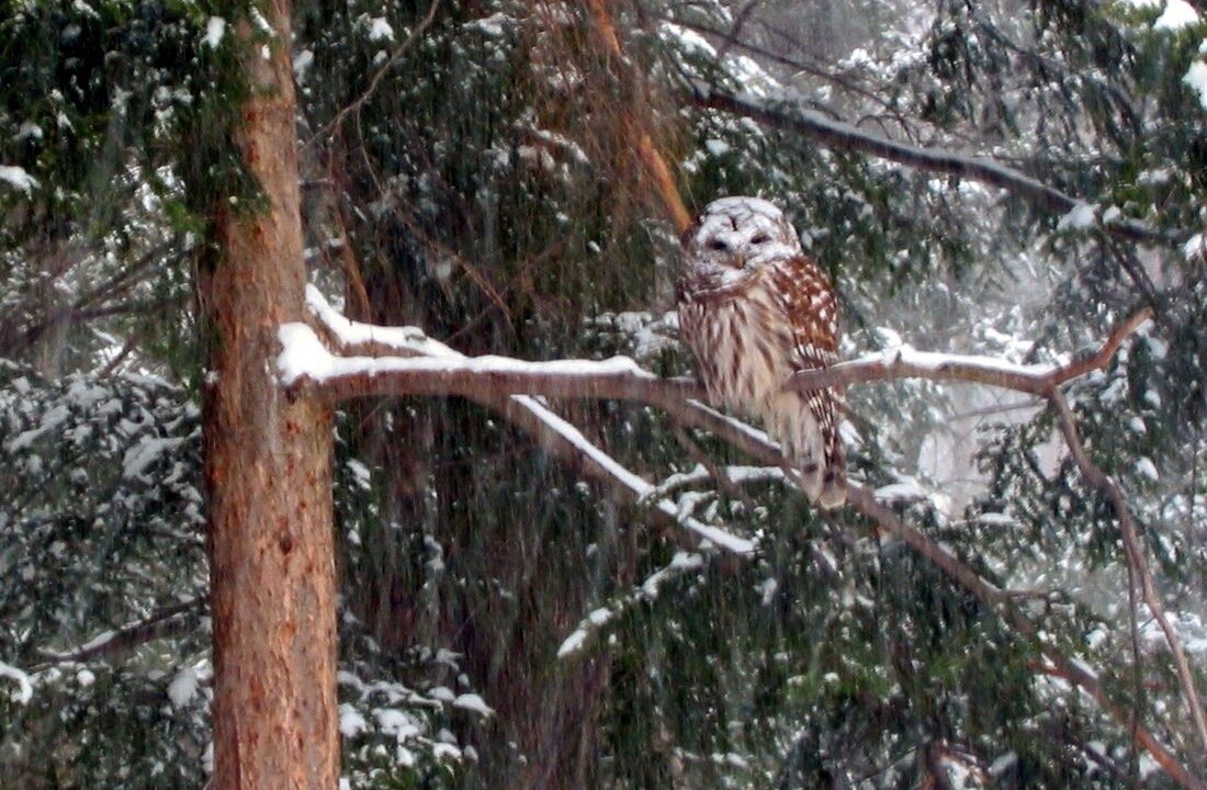 Photo of Outdoor in Woodstock