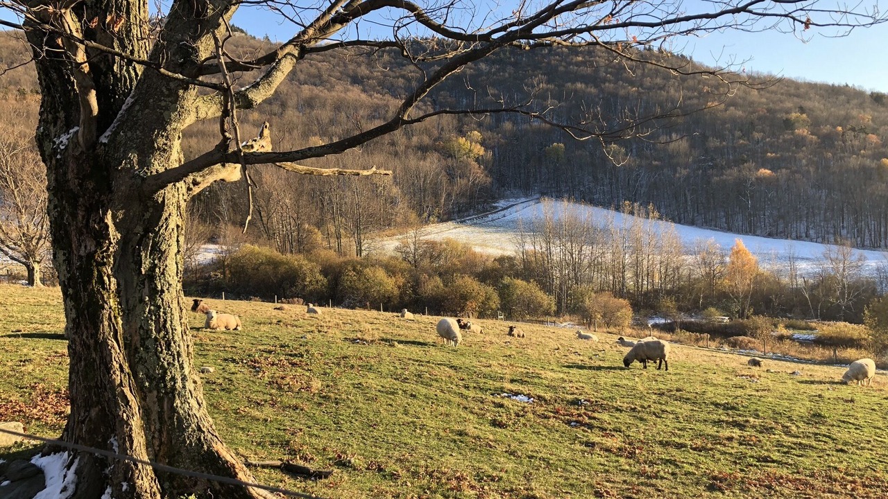 Photo of Others in East Dorset