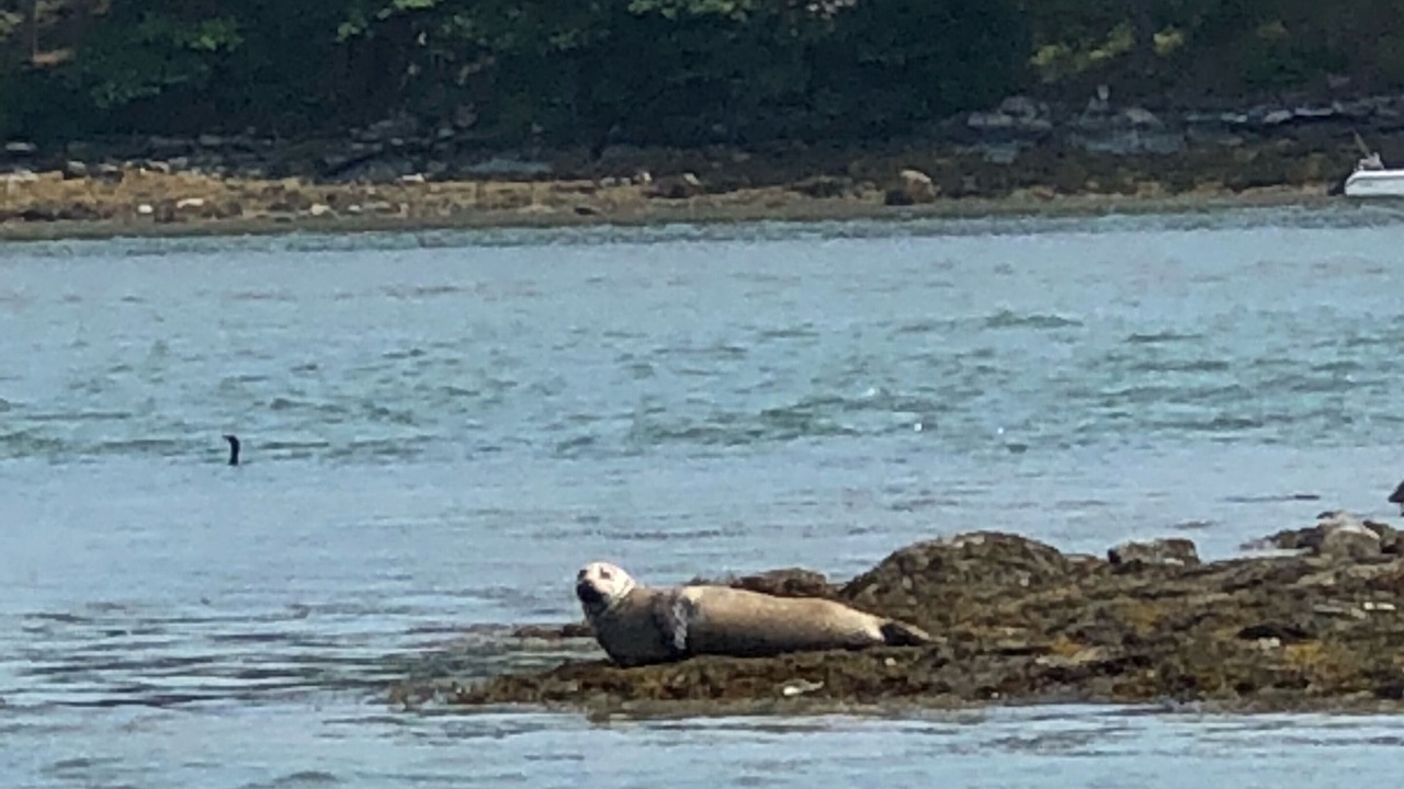 Photo of Others in Damariscotta