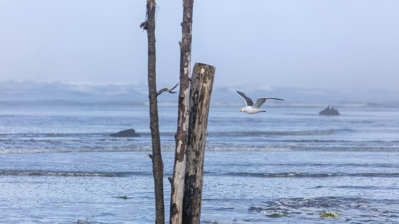 Photo of Others in Gearhart
