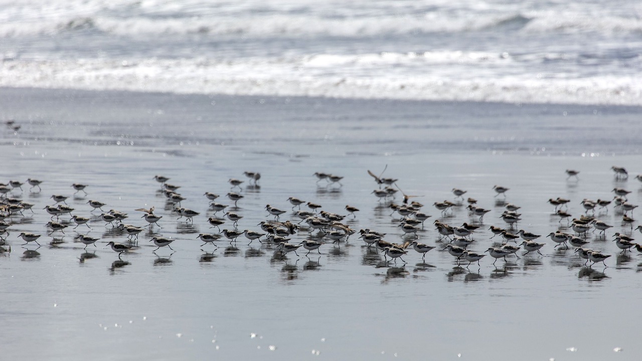 Photo of Others in Gearhart