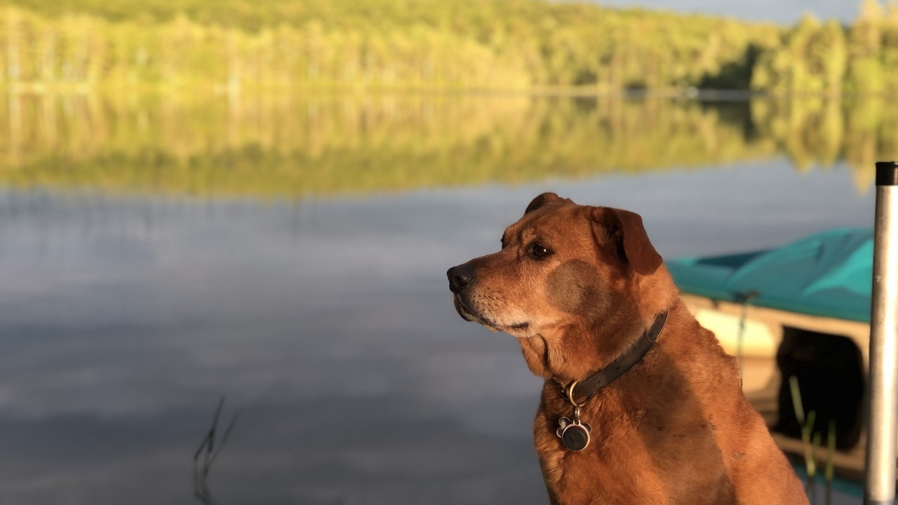 Photo of Others in Wolfeboro