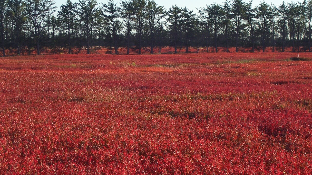 Photo of Outdoor in Jonesport