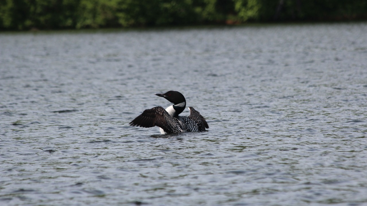 Photo of Others in Gilmanton