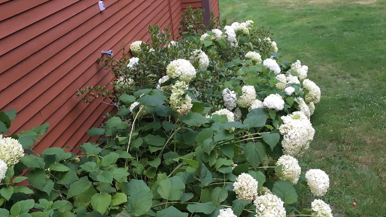 Photo of Outdoor in Bartlett
