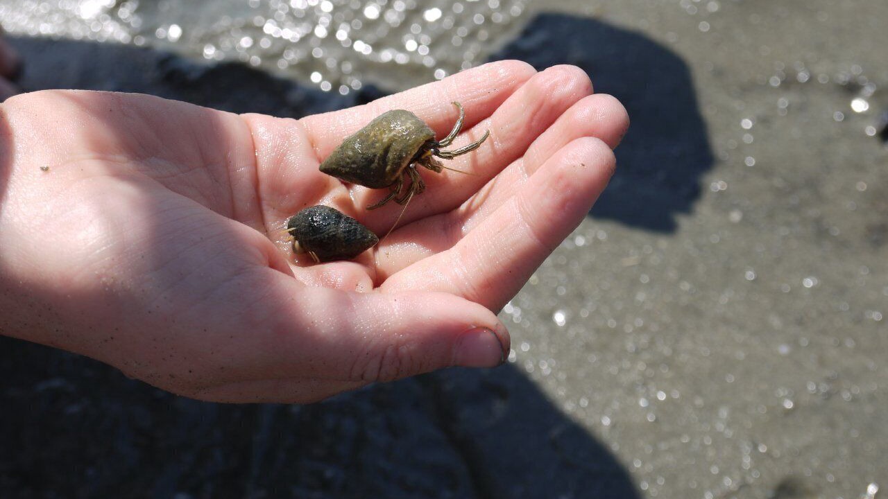 Photo of Others in Myrtle Beach