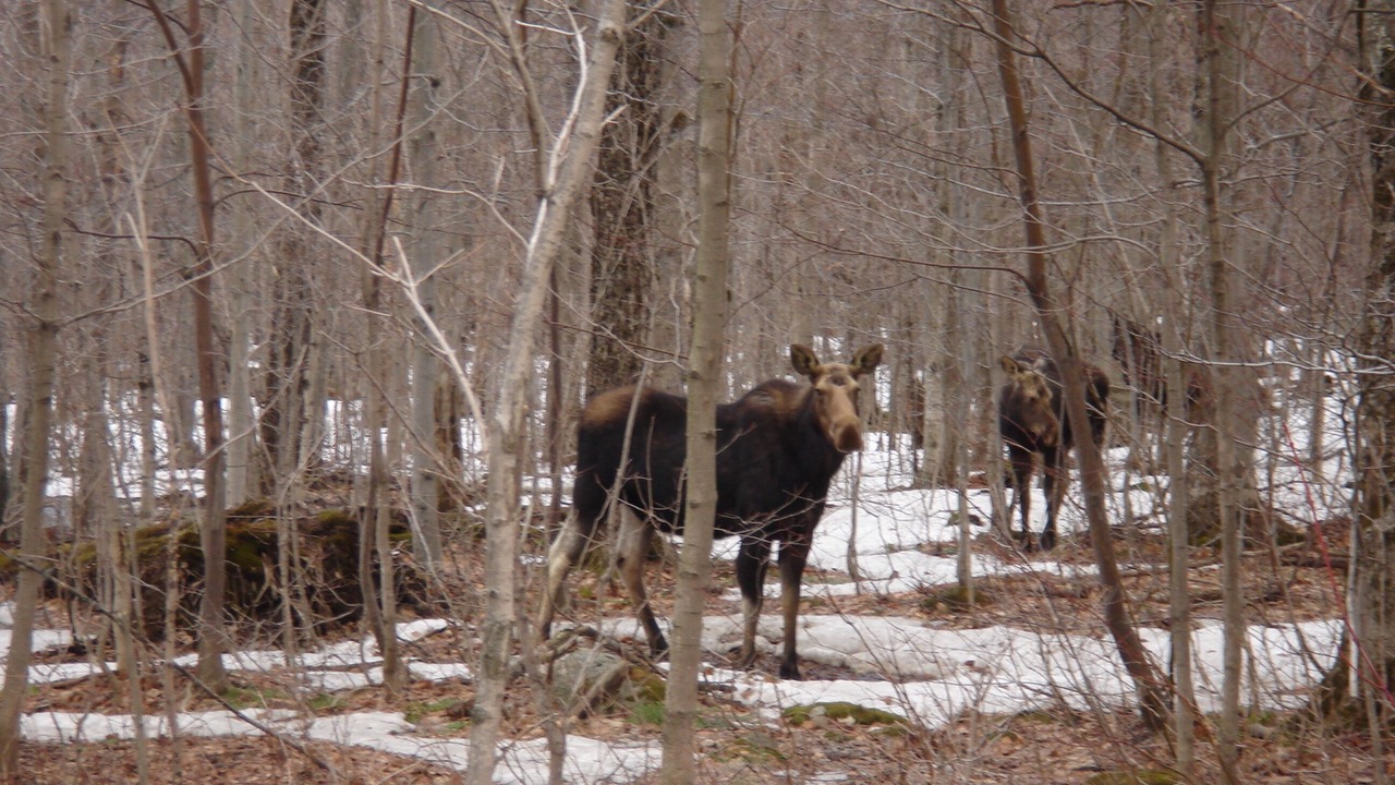 Photo of Others in North Troy