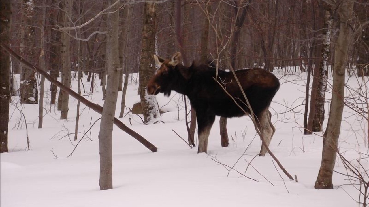 Photo of Others in North Troy