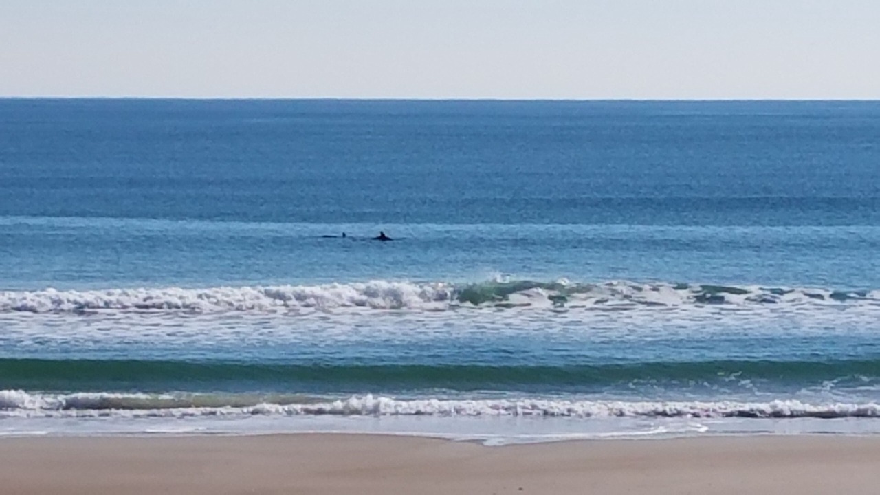 Photo of Others in North Topsail Beach