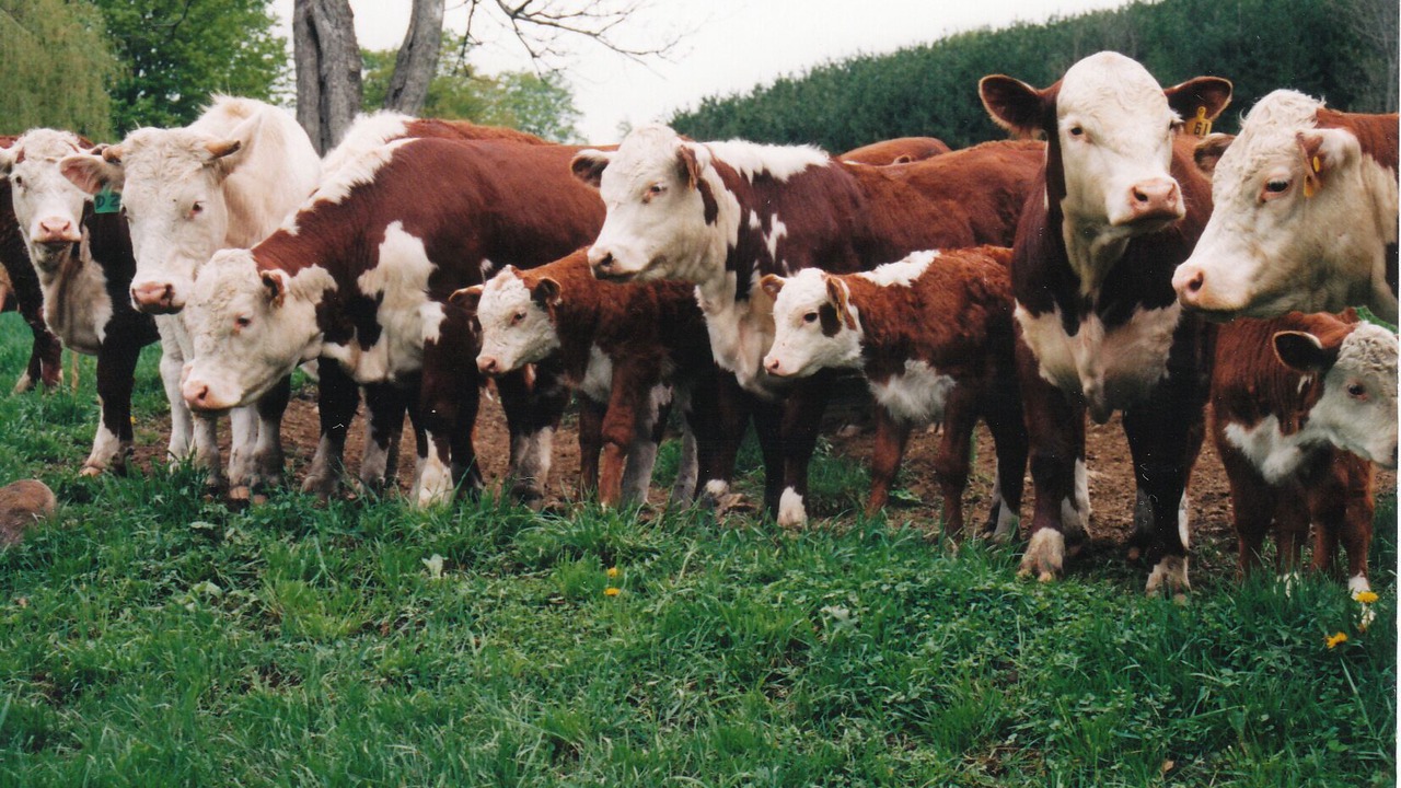 Photo of Others in Woodstock