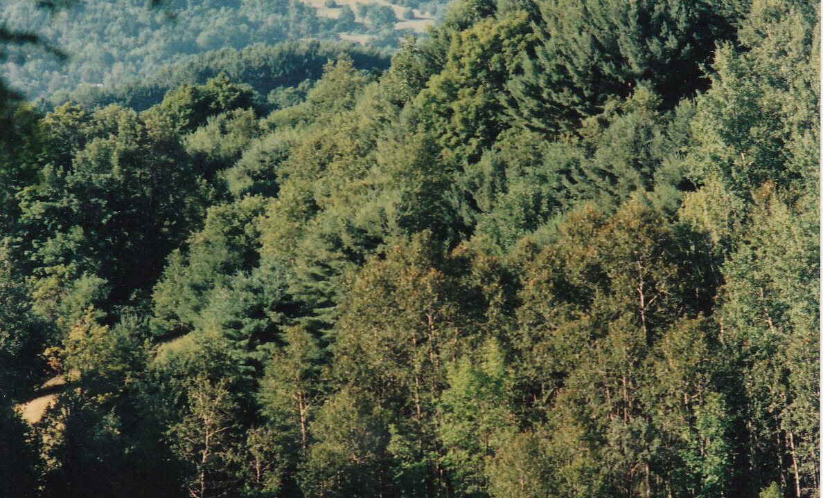 Photo of Others in Woodstock