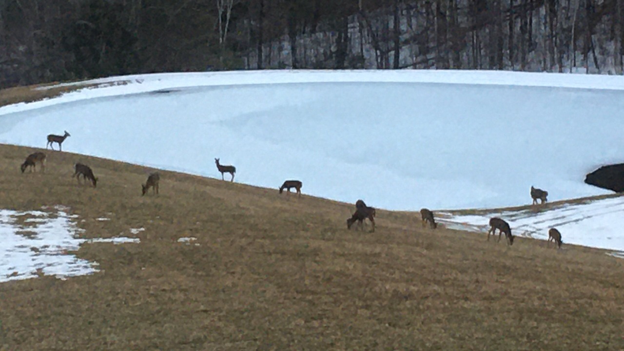 Photo of Others in Woodstock