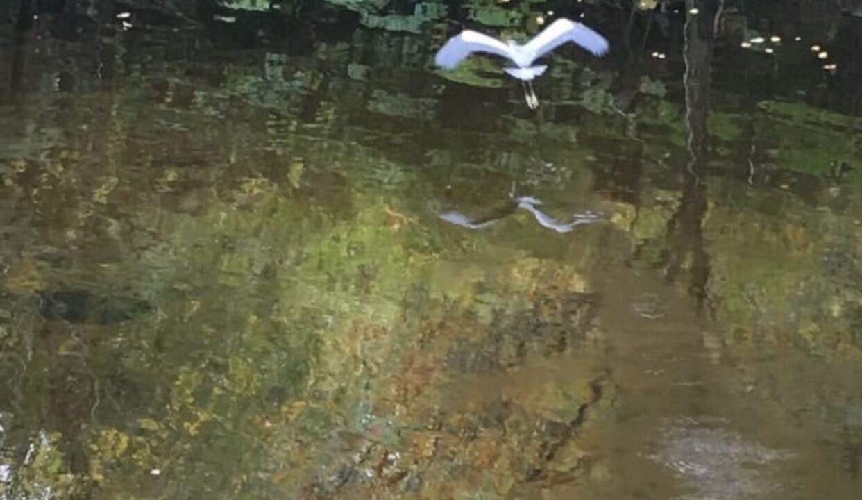 Photo of Others in West Ossipee