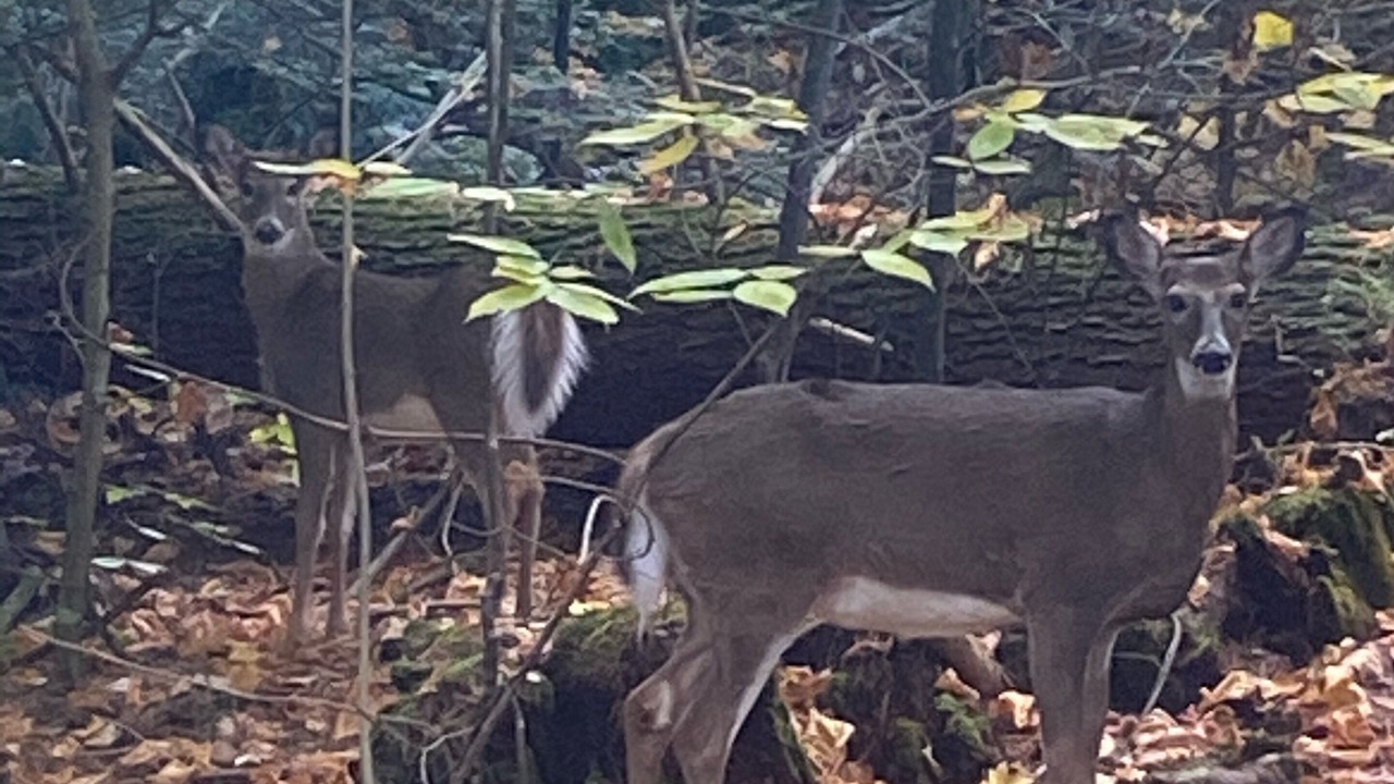 Photo of Others in Bolton Landing