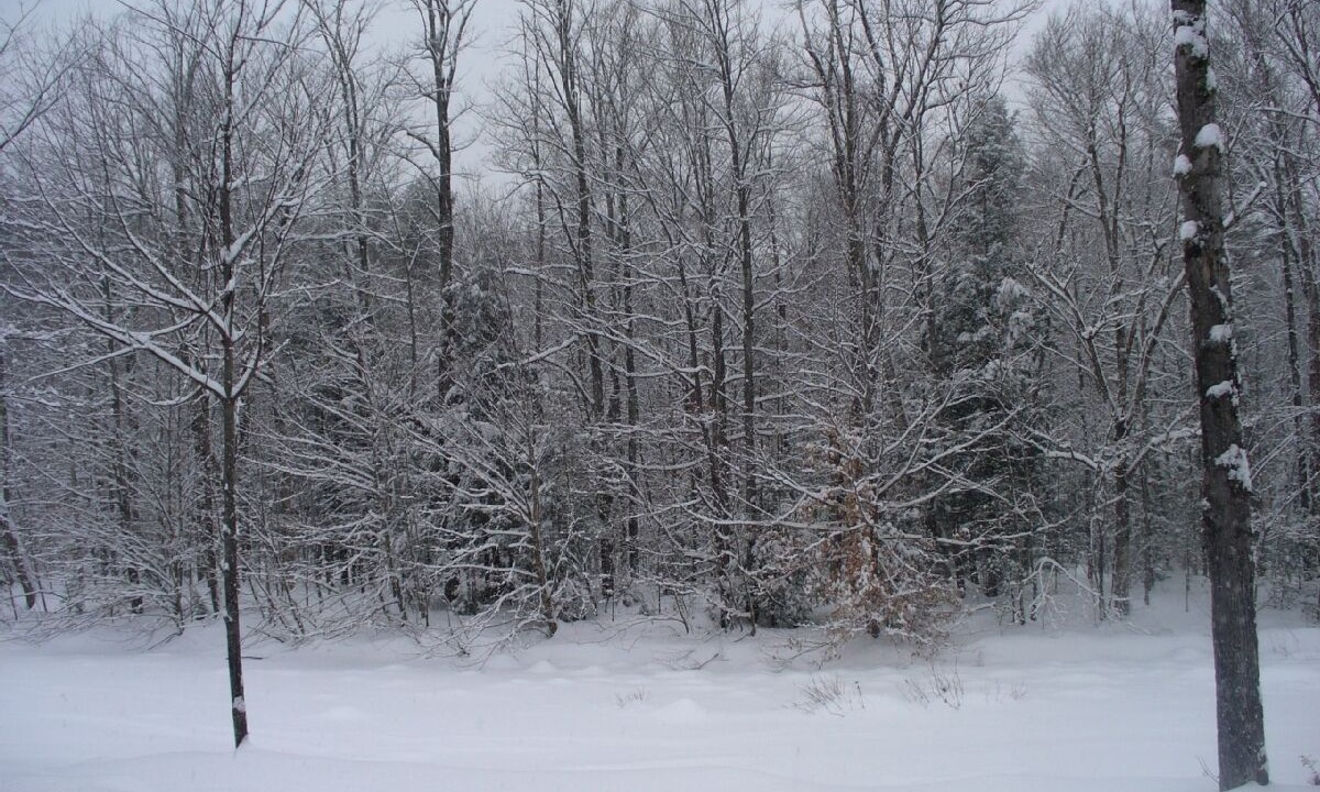 Photo of Others in North Woodstock