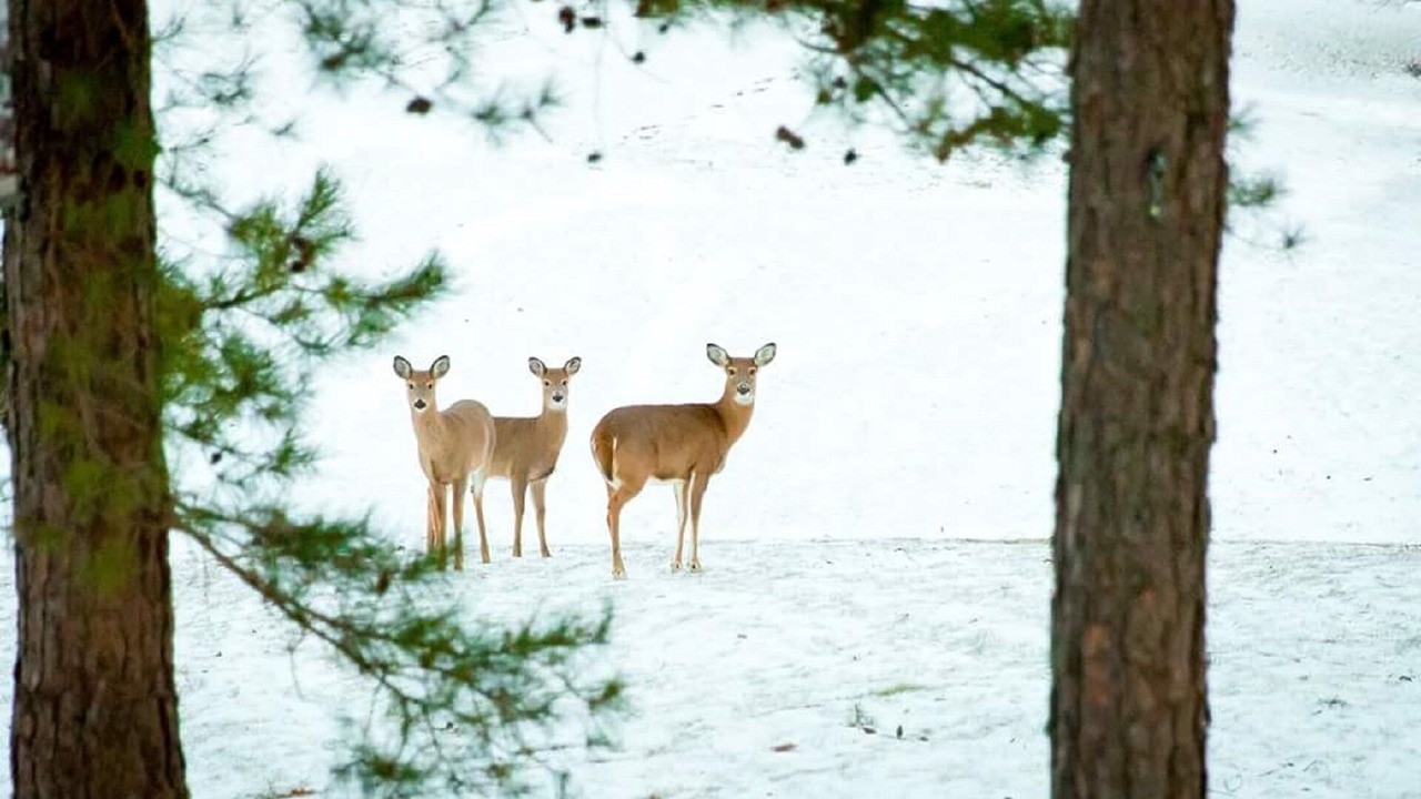 Photo of Others in The Woods