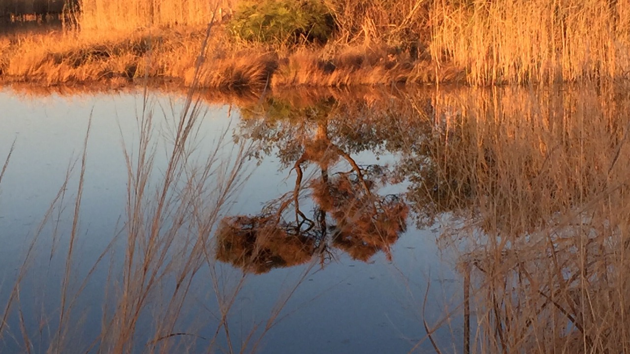 Photo of Outdoor in Piney Island