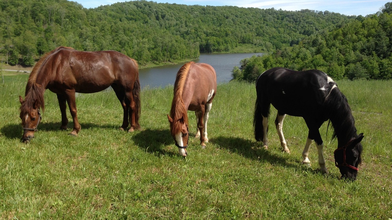 Photo of Outdoor in Meadow Bluff