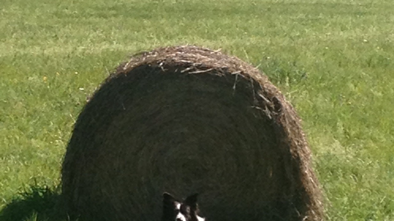 Photo of Others in Valois