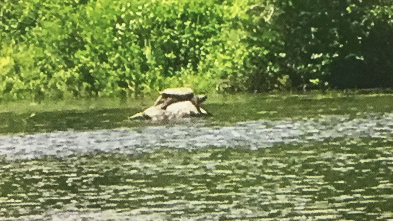 Photo of Others in North New Portland