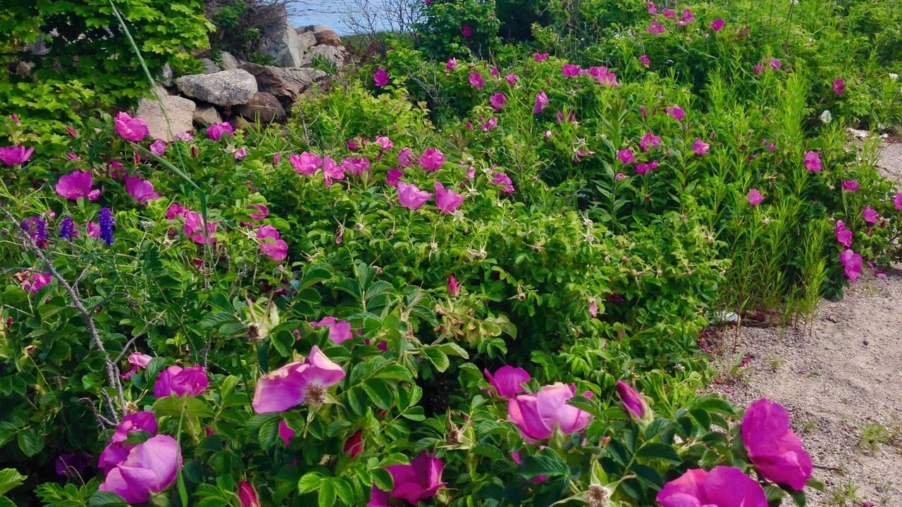 Photo of Others in Pemaquid Point