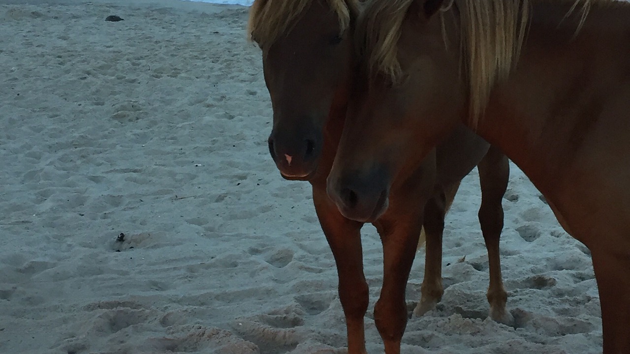 Photo of Others in West Ocean City