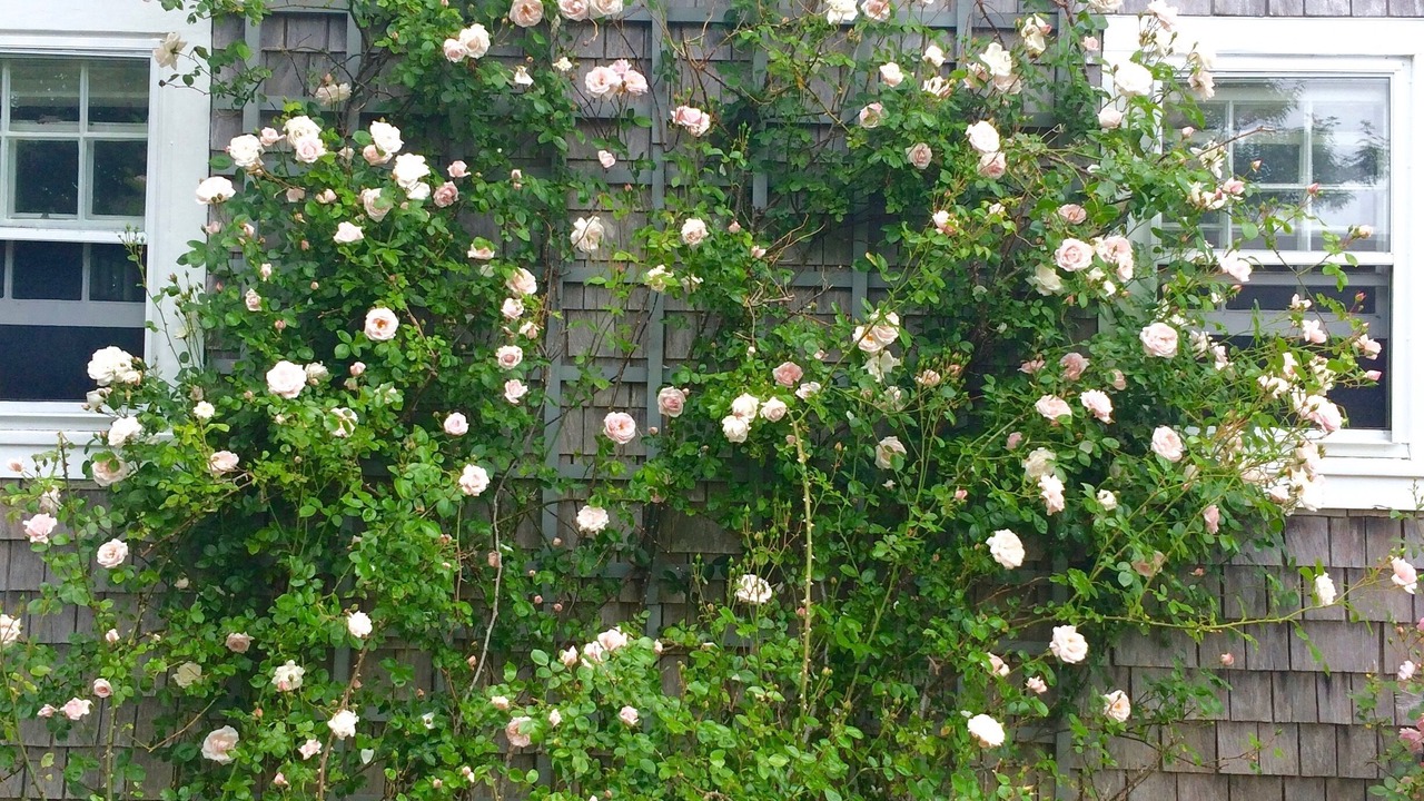 Photo of Outdoor in Siasconset