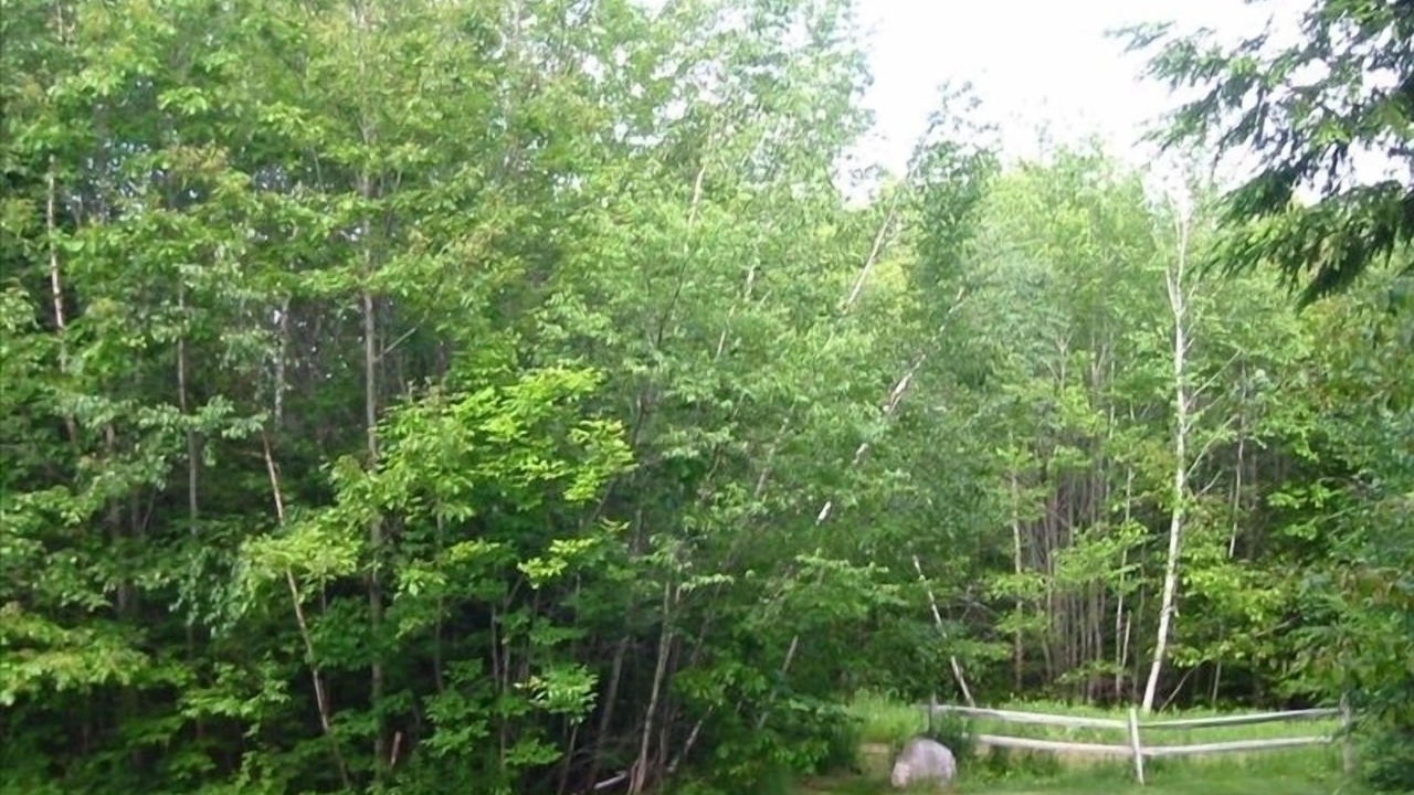 Photo of Outdoor in North Conway