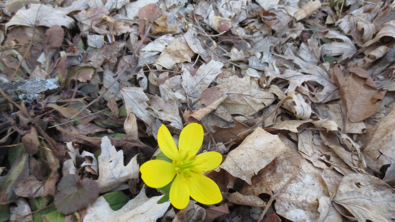 Photo of Outdoor in Trumansburg