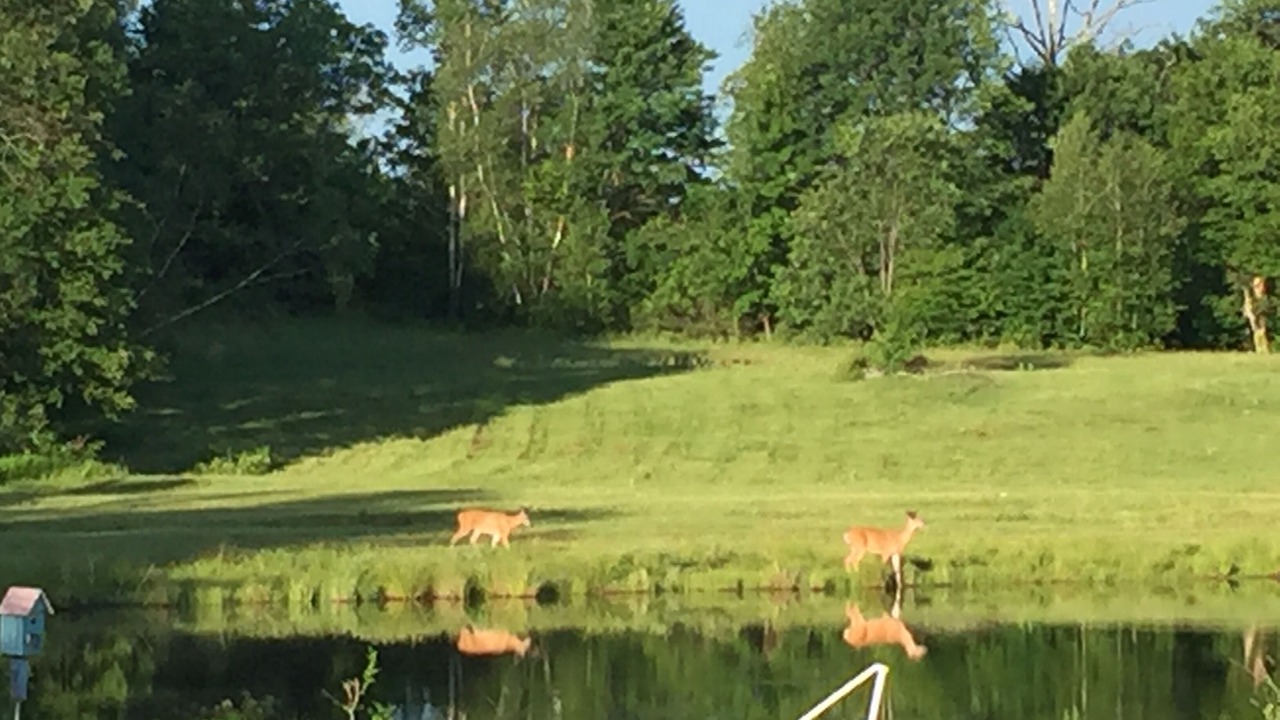 Photo of Others in Forest Dale