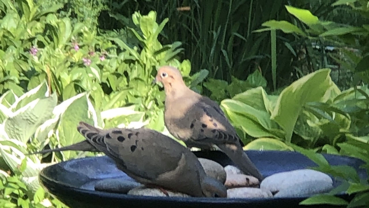 Photo of Outdoor in Forest Dale