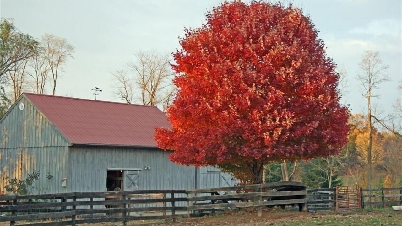 Photo of Others in Middleburg